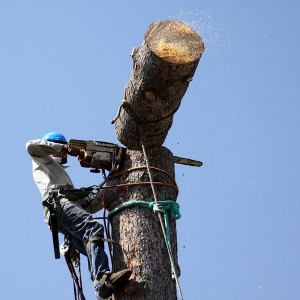 Tall Tree Removal & Tree Lopping