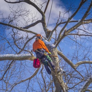 Safe Expert Tree Pruning