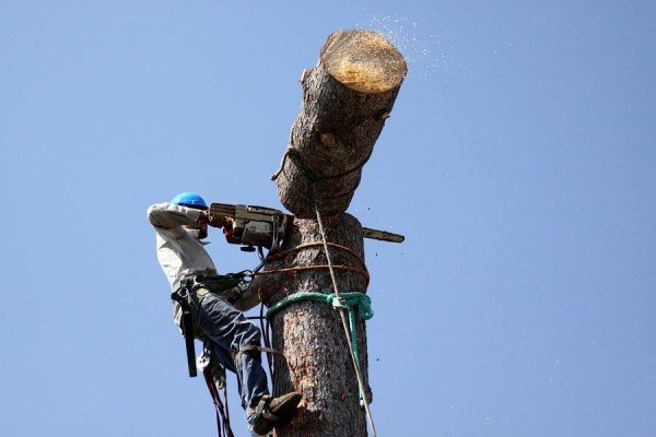 Tree Removal & Tree Lopping