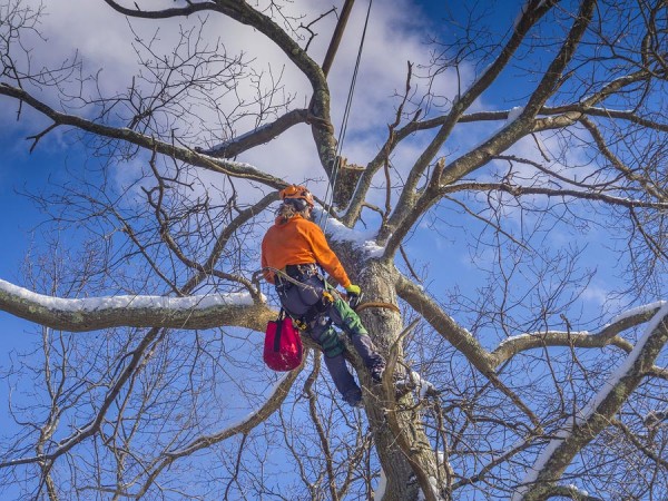 Expert Tree Pruning & Cutting Melbourne