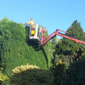 Long Reach Clippers for High Hedges
